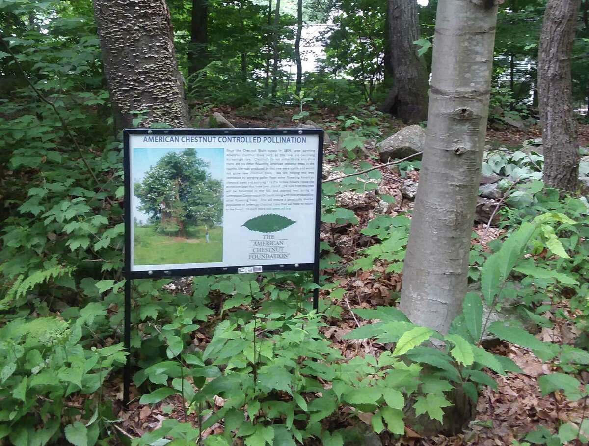 Shelton is home to an American chestnut tree, which sits beside the Rec Path, close to Wesley Drive. The American Chestnut Foundation will harvest the chestnut seeds on Thursday, Sept. 24.