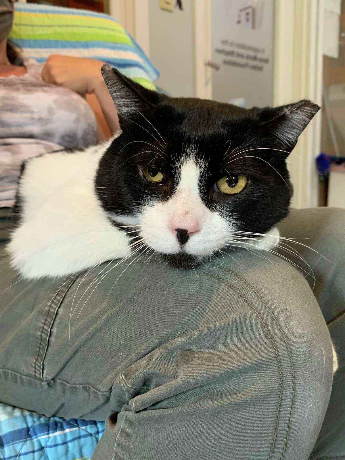 River, a tuxedo cat seeks a new home.