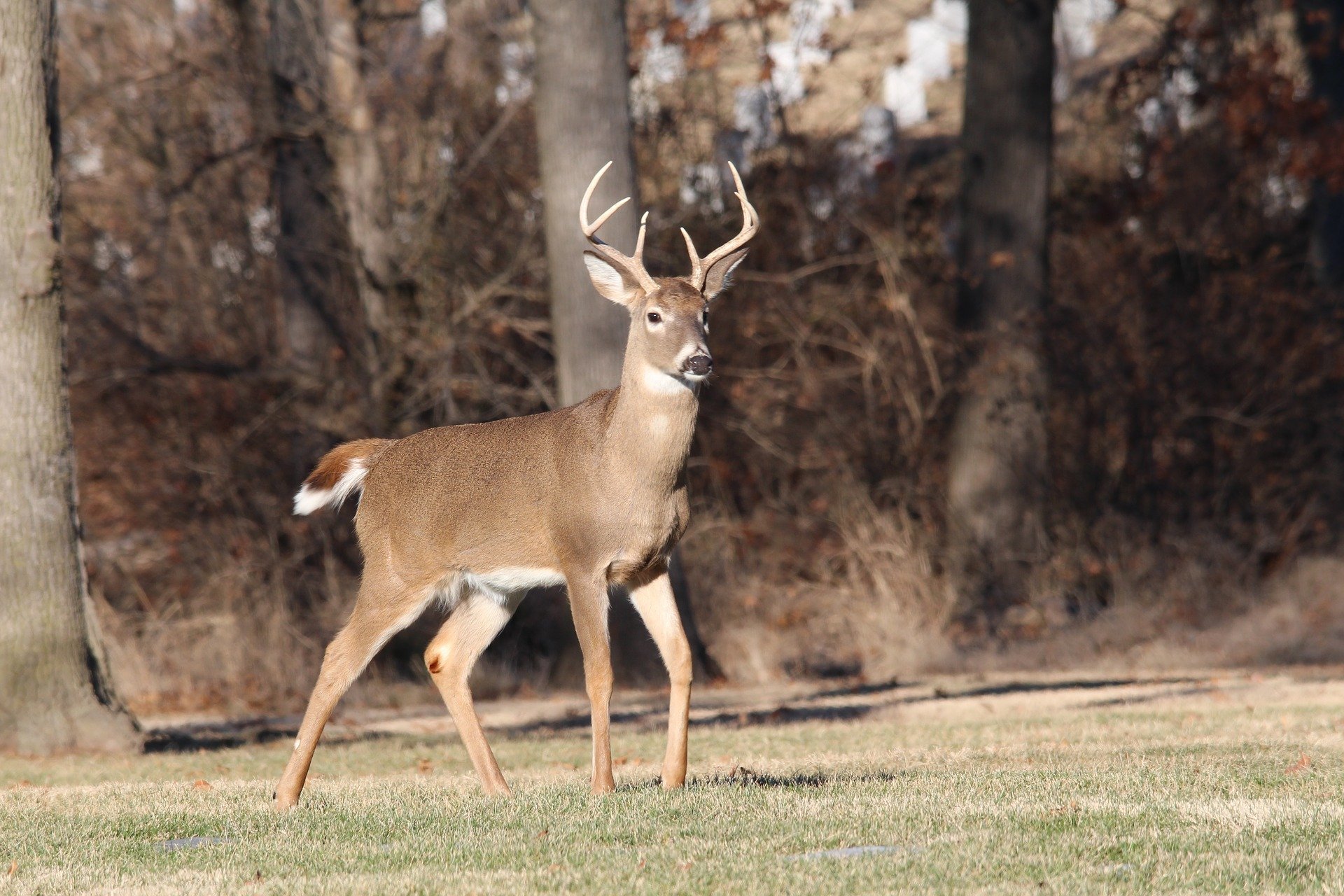 DNR Reporting Good Conditions For 2020 Deer Season