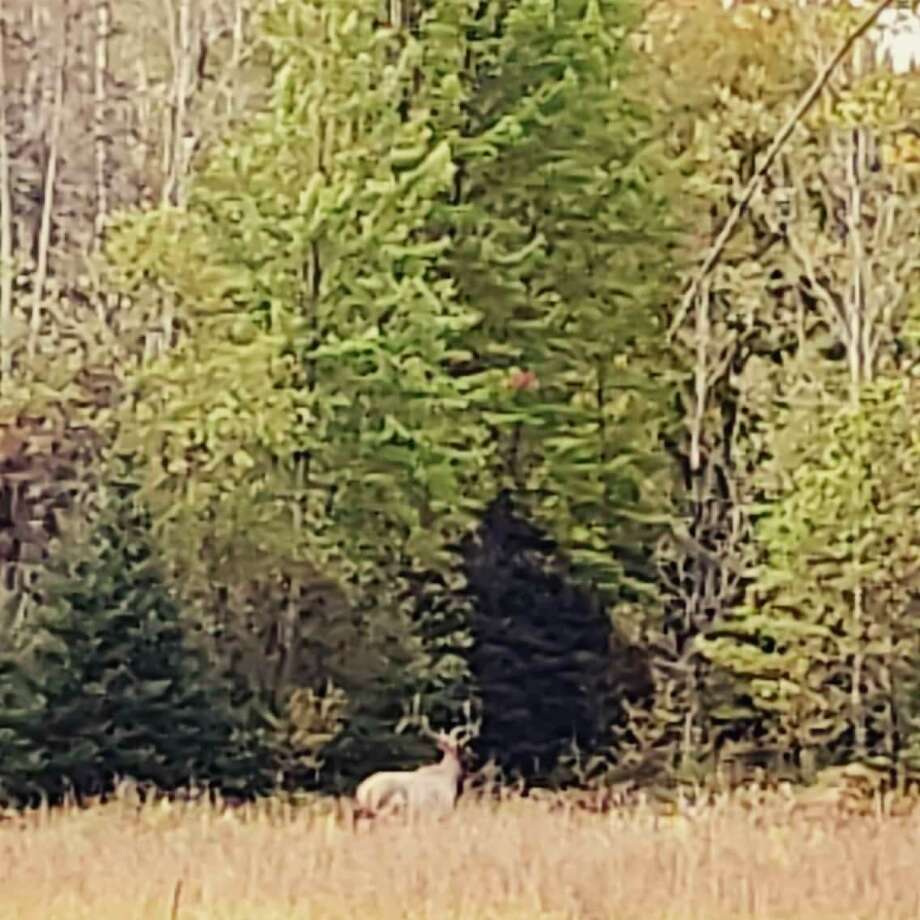 Writer Tom Lounsbury had plenty of opportunities at dandy bull elk during his recent hunt near Atlanta, Michigan. However, only cow elk were on the agenda. (Jake Lounsbury photo)