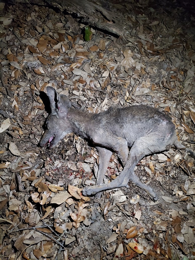 San Antonio rancher finds Chupacabra look-alike on his property