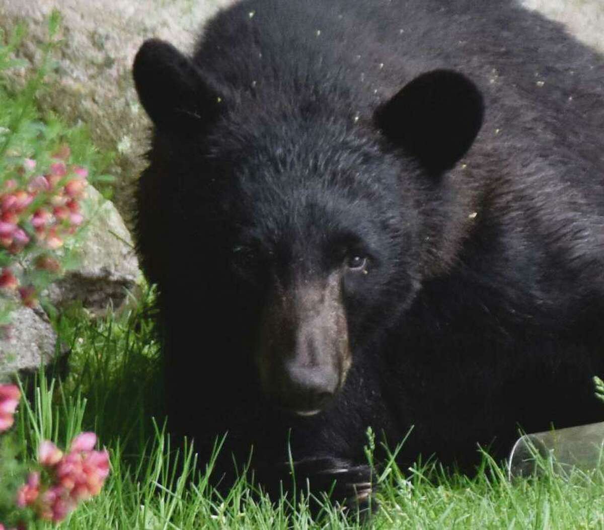A 26-year-old Thomaston man was arrested by environmental conservation police after killing a mother bear to protect his dog, officials said. The female bear was killed and her two cubs survived. The dog was not hurt. The bear pictured is not the one shot.