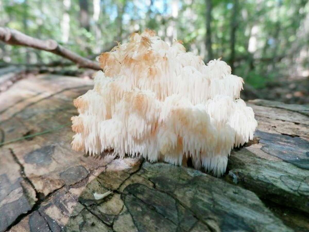 Sunday, Sept. 27: McLean Nature Preserve Fall Mushroom Walk is set for 3 p.m. at the Bay County preserve. Pictured is Lions Mane on a log. (Photo provided/McLean Nature Preserve)