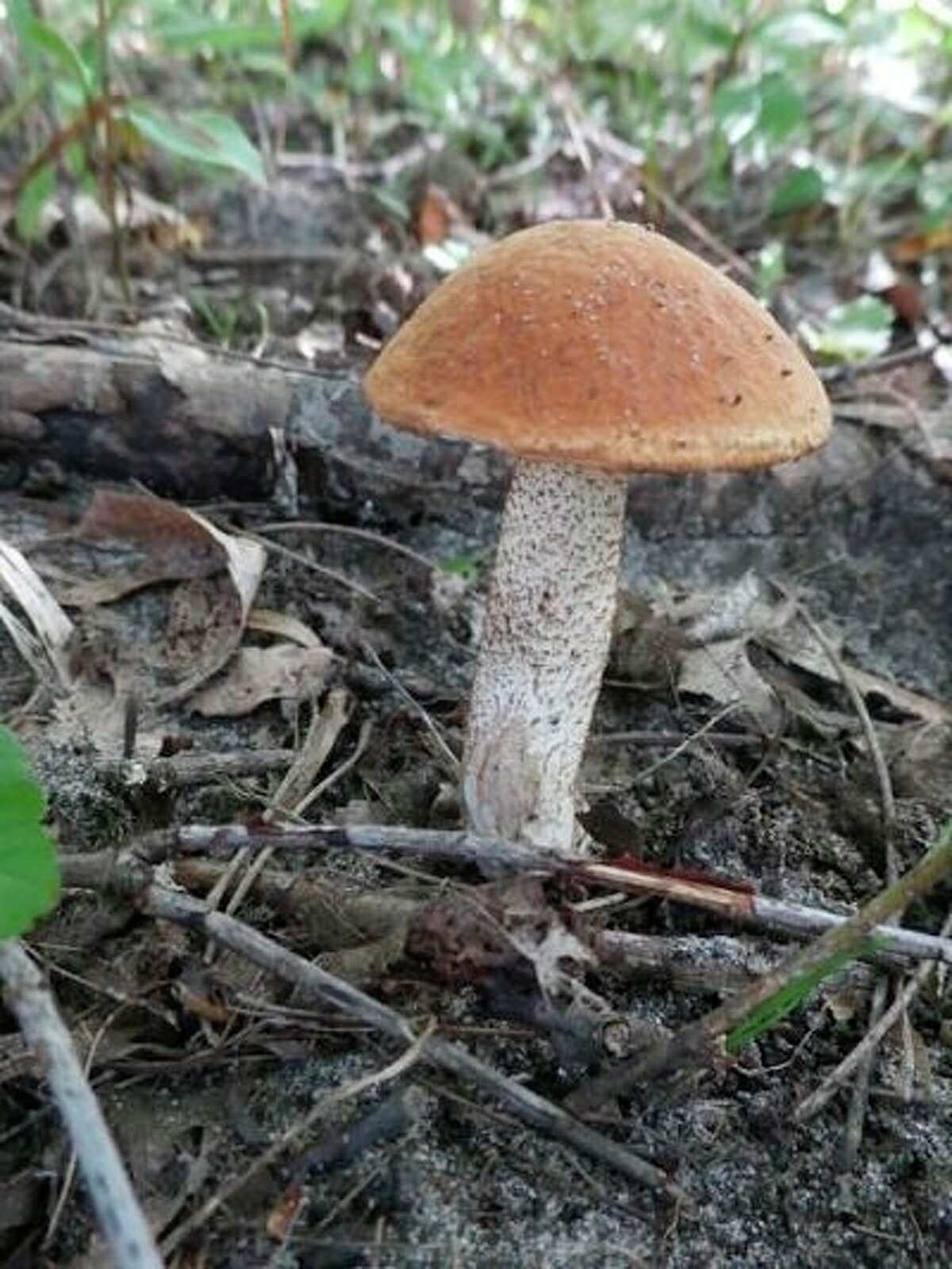This is a photo of an Aspen Bolete mushroom on the forest floor. (Submitted Photo)