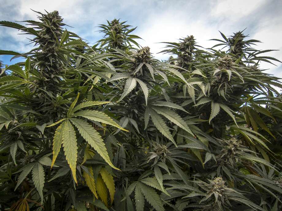 Cannabis plants growing in California. Photo: WIN-Initiative/Getty Images