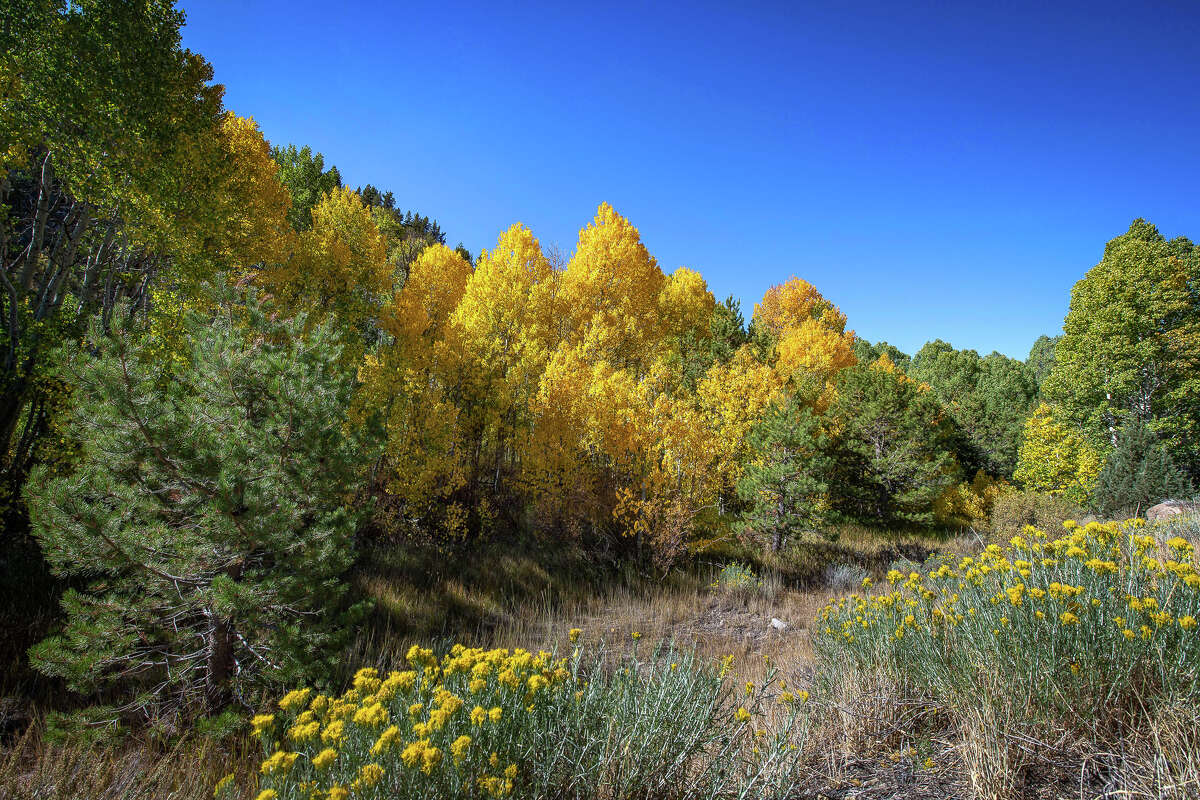 Where To Find The Prettiest Fall Foliage In Northern California And Bay Area