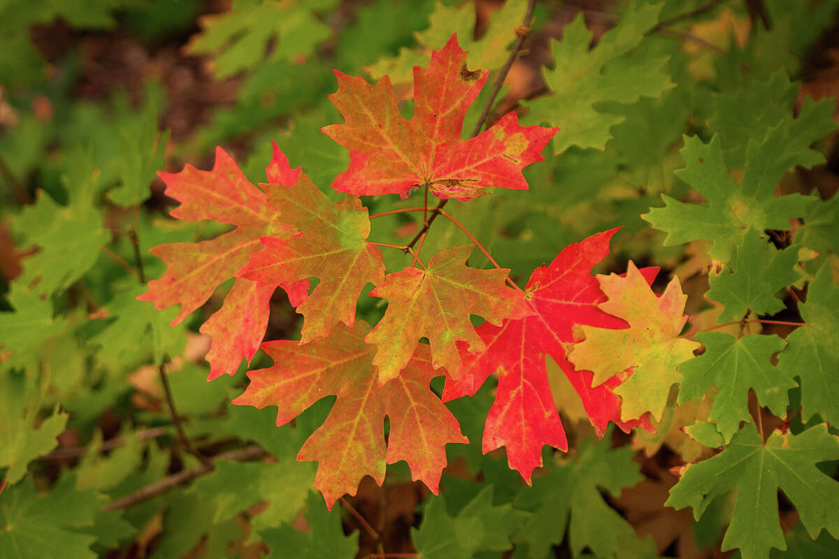 Where to find the prettiest fall foliage in Northern California and Bay ...