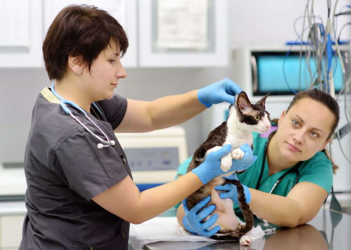 #49. Veterinary technologists and technicians Seattle-Tacoma-Bellevue, WA- Annual mean salary: $42,590- #39 highest pay among all metros- Employment: 1,240National- Annual mean salary: $37,860- Employment: 109,490- Entry level education requirements: Associate’s degree- Metros with highest average pay: --- Harrisburg-Carlisle, PA ($56,020)--- Los Angeles-Long Beach-Anaheim, CA ($53,580)--- San Jose-Sunnyvale-Santa Clara, CA ($53,440)- Job description: Perform medical tests in a laboratory environment for use in the treatment and diagnosis of diseases in animals. Prepare vaccines and serums for prevention of diseases. Prepare tissue samples, take blood samples, and execute laboratory tests, such as urinalysis and blood counts. Clean and sterilize instruments and materials and maintain equipment and machines. May assist a veterinarian during surgery.