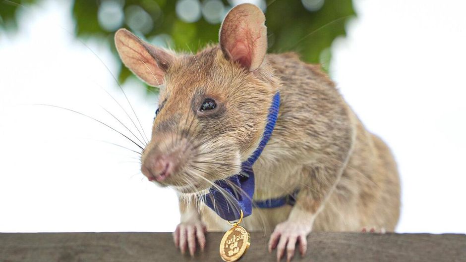 Meet The Rat Who Just Won A Medal Of Bravery For Finding 39 Land Mines