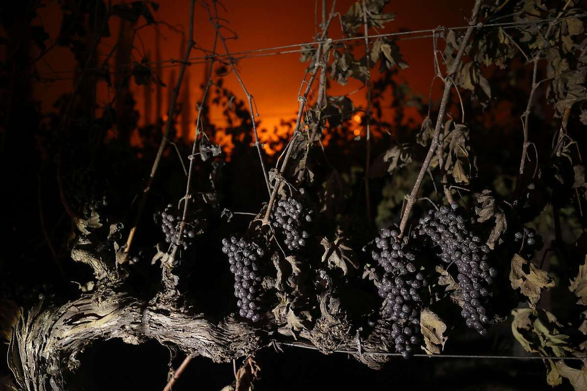ST. HELENA, CALIFORNIA - SEPTEMBER 27: Grapes hang from a vine at Chateau Boswell Winery burns as the Glass Fire moves through the area on September 27, 2020 in St. Helena, California. The fast moving Glass fire has burned over 1,000 acres and has destroyed homes. Much of Northern California is under a red flag warning for high fire danger through Monday evening. (Photo by Justin Sullivan/Getty Images)