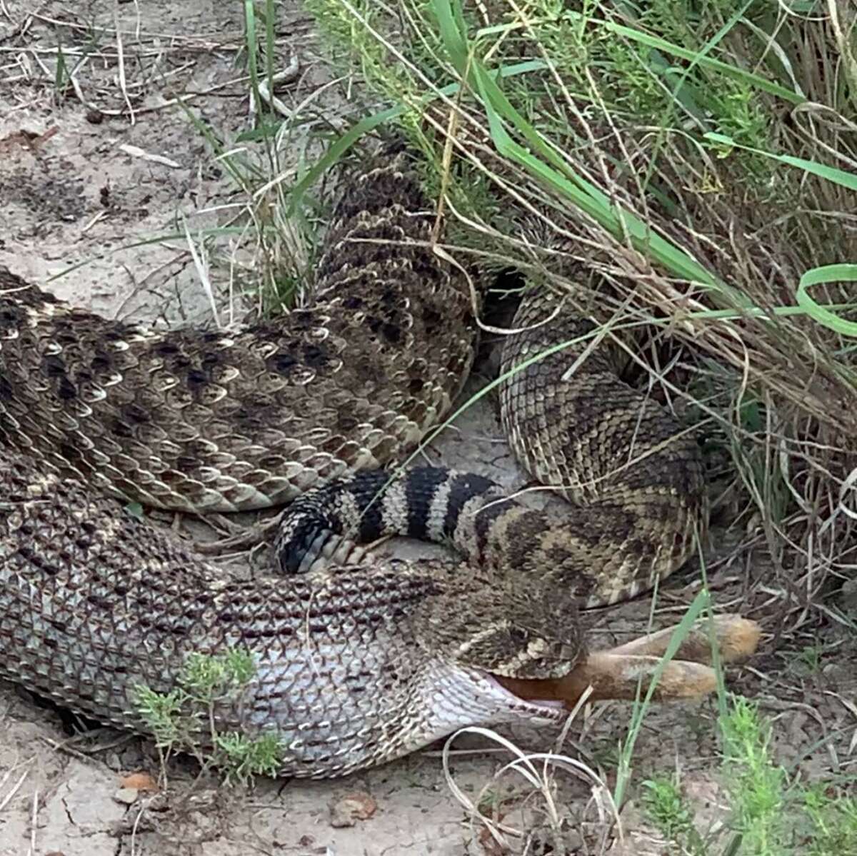 Video captures a 'massive' rattlesnake hunting a rabbit at Texas ranch