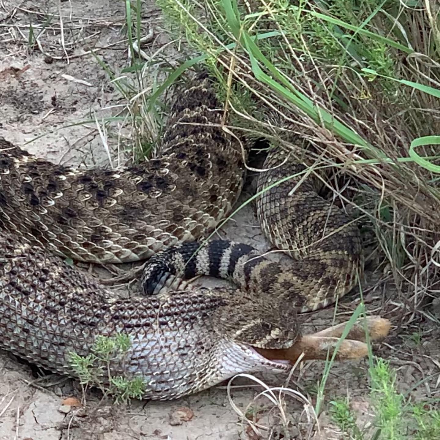 DIAMONDBACK RATTLESNAKE TAN DIAMONDBACKS SENDERO