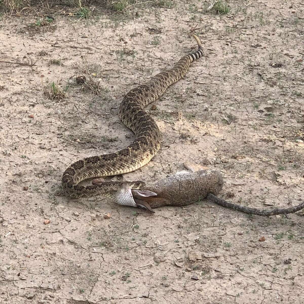 25 wild animal stories that happened in Texas in 2020 25 wild animal stories that happened in Texas in 2020