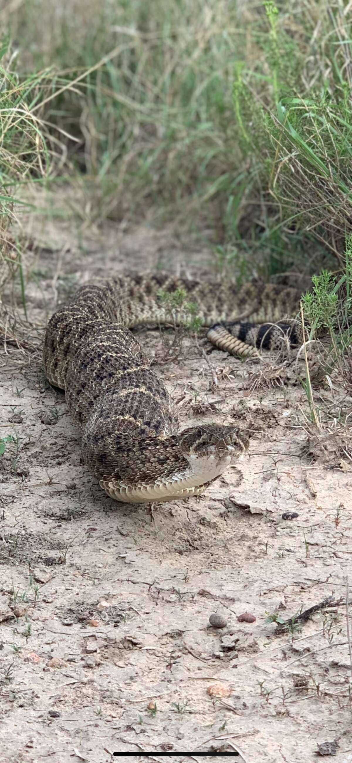 Brandon Nichols from Eagle Pass took a video of a massive rattlesnake hunting a rabbit, describing it as "the coolest thing he's ever seen."