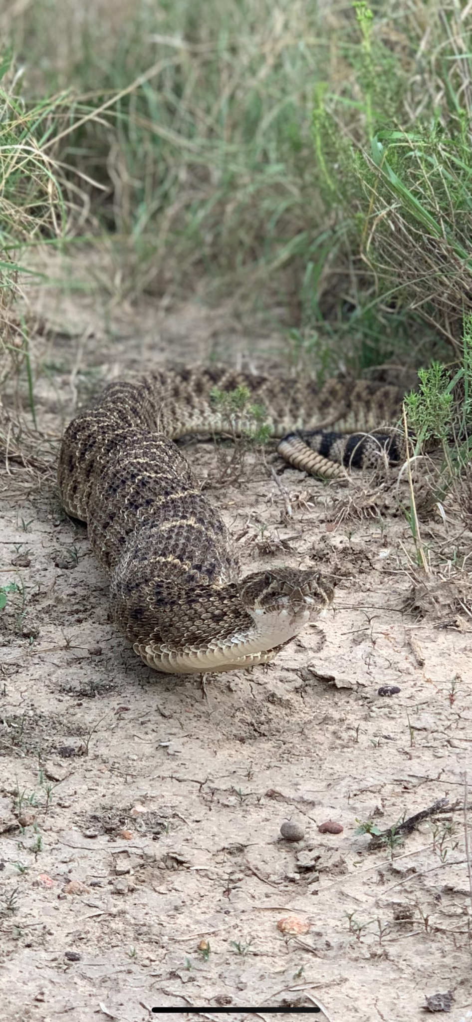 Diamondbacks Bite Back, Rangers Let Cobra into Rabbit Pen