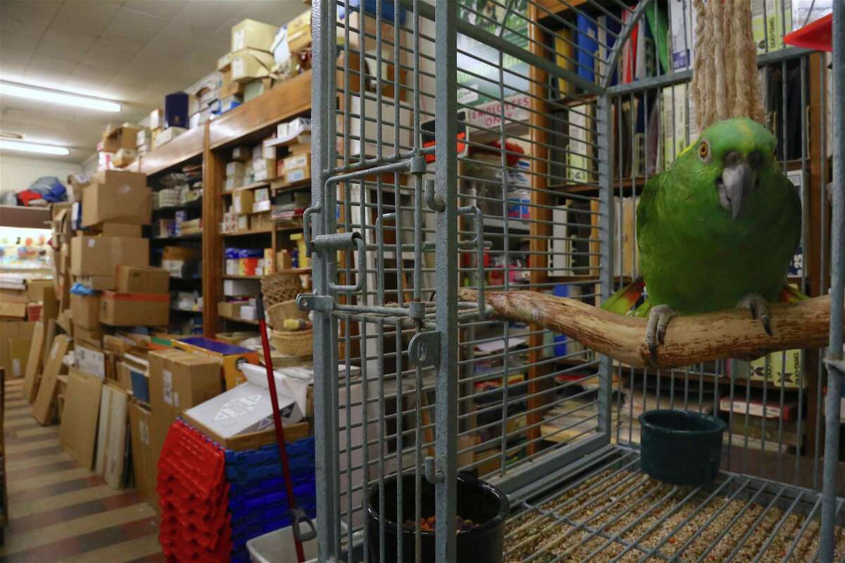 Bobby, a yellow nape Amazon, is one of two parrots that call the Darien News Store home.