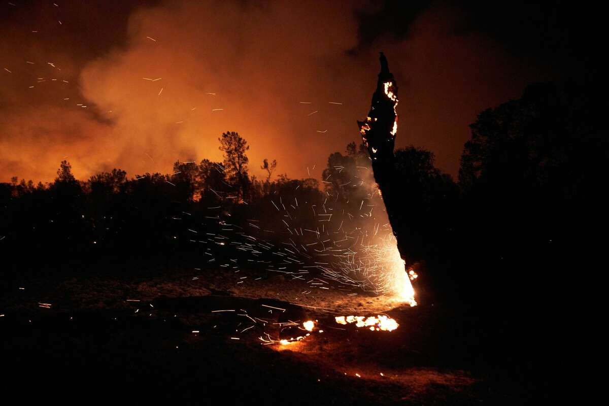 A tree burns from embers in Igo on September 27, 2020.