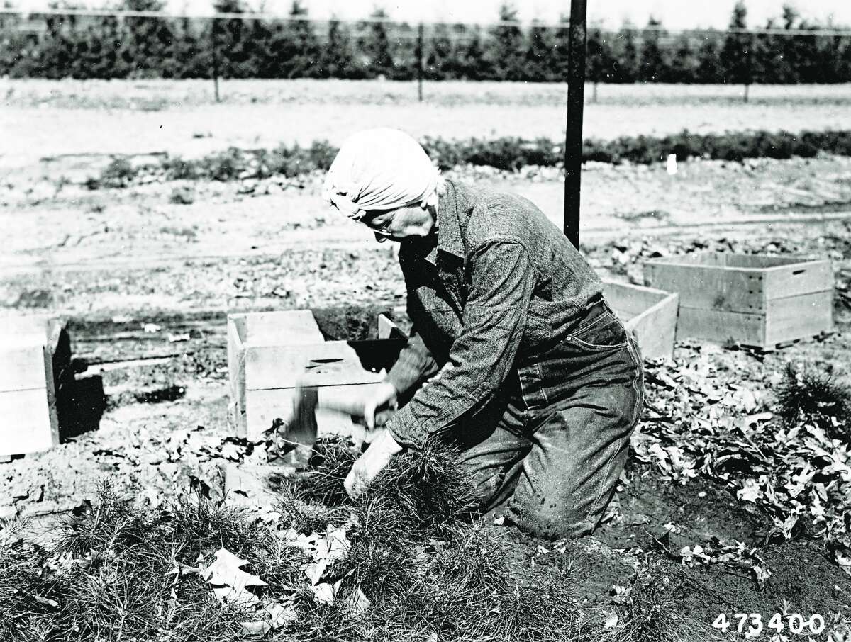 A Chittenden Nursery employee prunes roots of young jack pines May 23, 1954. Women were hired seasonally and during World War II by the nursery to do the work that had previously been reserved for men.