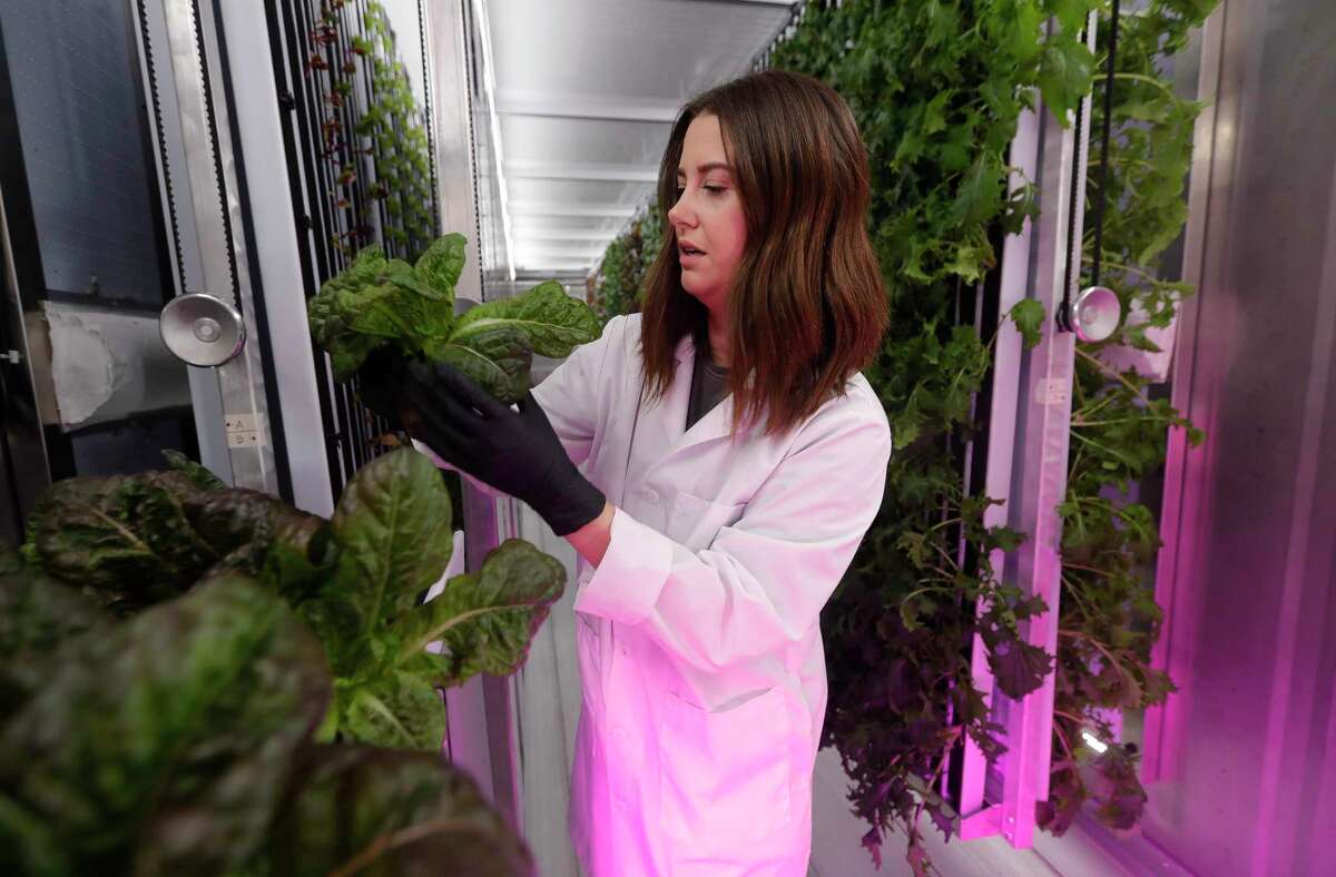 Alex Armstrong inspects a head of lettuce before bagging it for a customer at Fare House Farms, a hydroponic farming operation, Wednesday, Sept. 23, 2020, in Oak Ridge. Hydroponic farming is a type of horticulture where indoor crops are grown without soil by using a nutrient-rich and climate controlled environment.