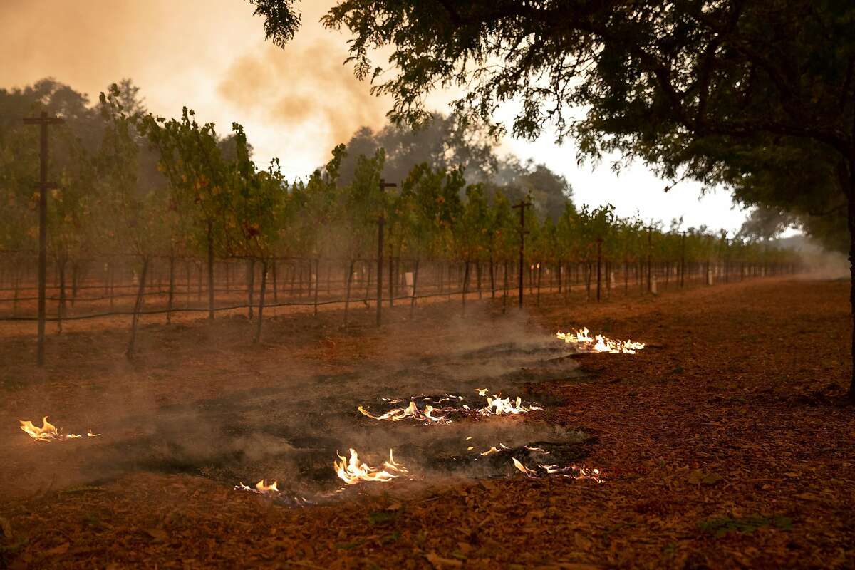 2020年9月28日星期一上午，在加利福尼亚州卡利斯托加市斯特林葡萄园的玻璃大火中，一处小火点的火焰在葡萄藤前燃烧。