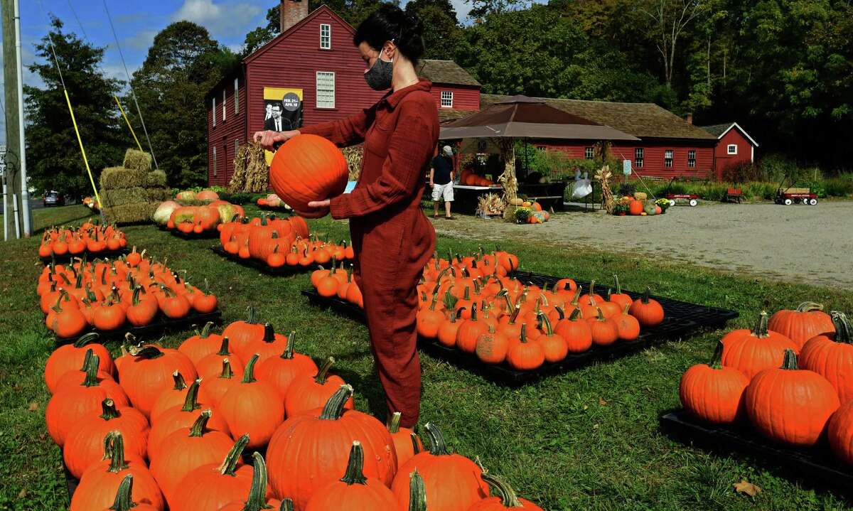 Pumpkins and gourds galore at Pumpkin Patch sale in Wilton