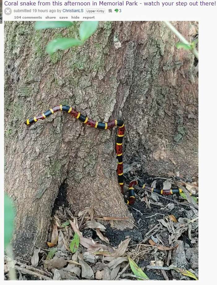 When Memorial Park visitor Christian Seehausen ventured onto the Inner Loop, he stumbled on a rare coral snake on Monday afternoon. In a Reddit posting, Seehausen gave Houstonians this warning. Credit: Christian Seehausen, Reddit Photo: Christian Seehausen/Reddit