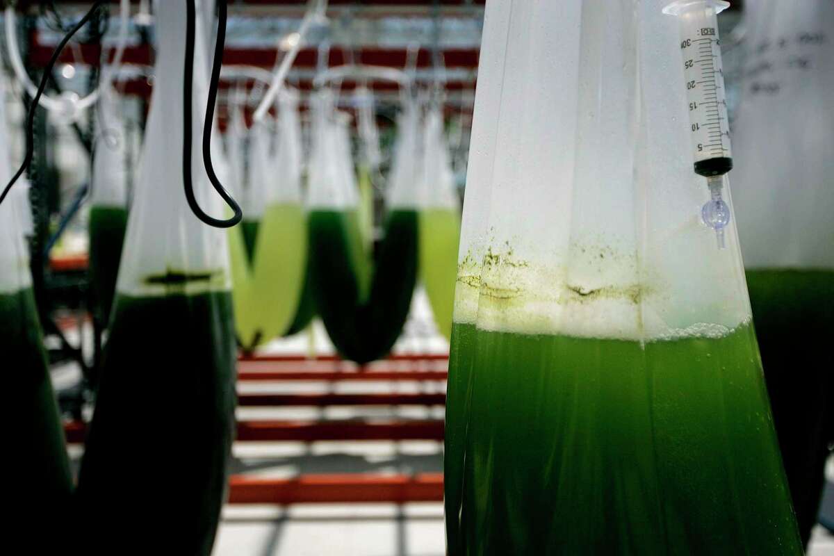 Exxon Mobil works on algae strains whose oils can potentially fuel trucks and airplanes, in La Jolla, Calif. While BP and other European companies invest billions in renewable energy, Exxon and Chevron are committed to fossil fuels and betting on moonshots.