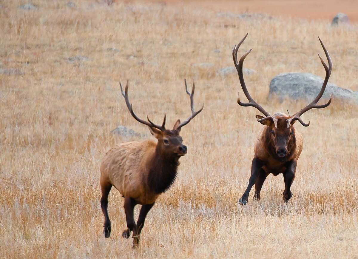 largest roosevelt elk