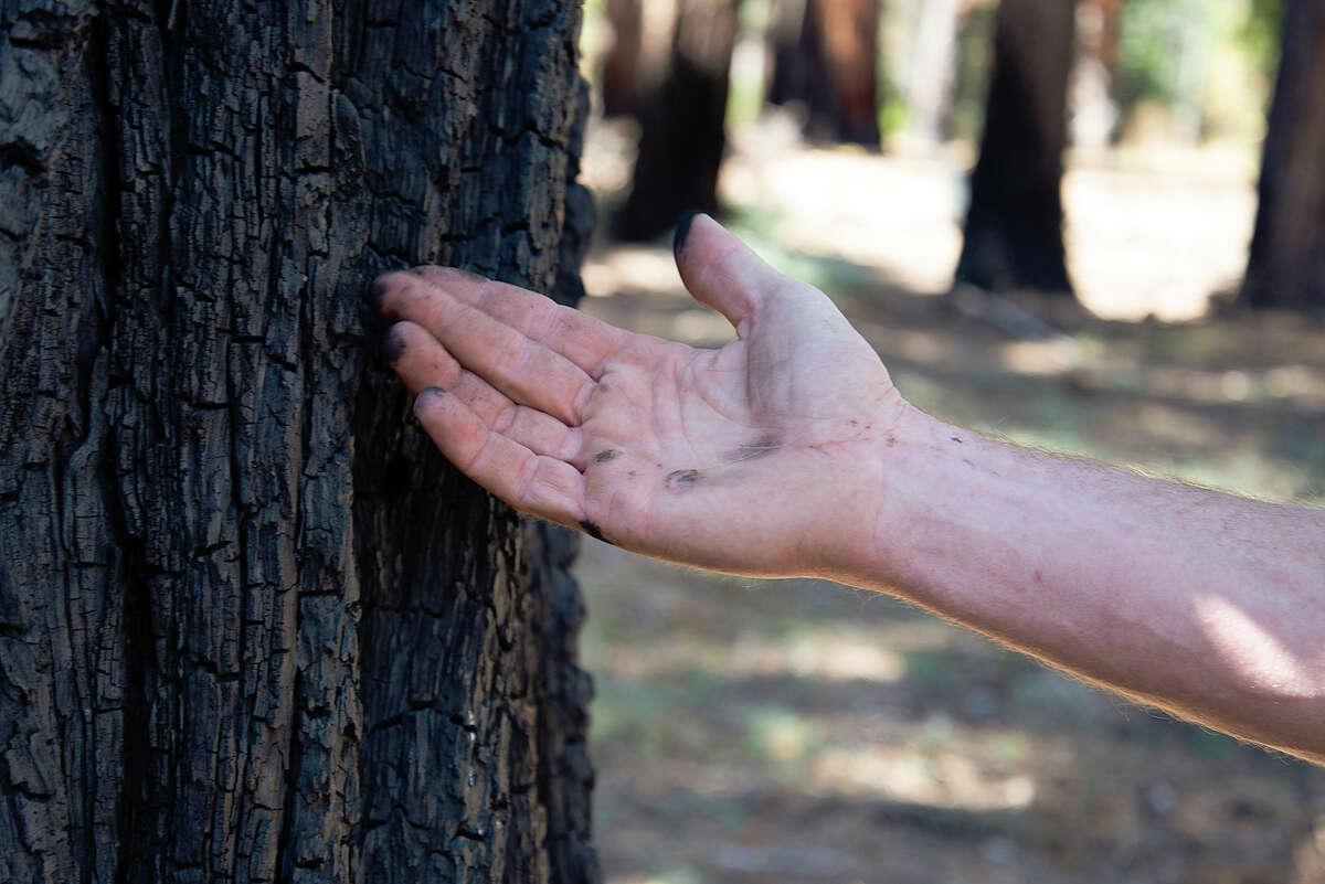 Dave Murray touches the bark of a tree burned in a 2018 prescribed burn within Ed Z'berg Sugar Pine Point State Park on Sept. 24, 2020.