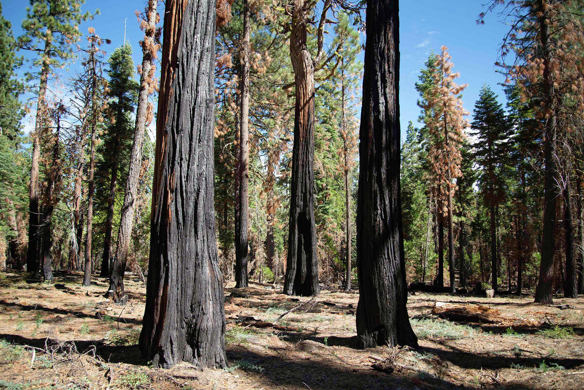 Various tree species show the signs of a 2018 prescribed burn in Ed Z'berg Sugar Pine Point State Park on Sept. 24, 2020. Prescribed burns often burn at lower temperatures than wildfires, allowing for more positive fire effects to benefit the forest.