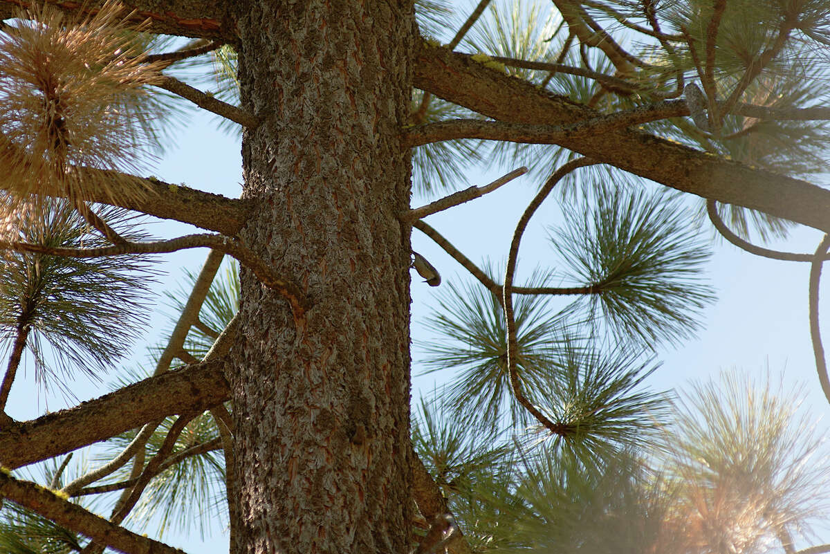 A woodpecker pecks into a tree in Ed Z'berg Sugar Pine Point State Park on Sept. 24, 2020. Prescribed burns offer improved habitats for many birds, mammals, amphibians and other wildlife in Sierra Nevadan forests.
