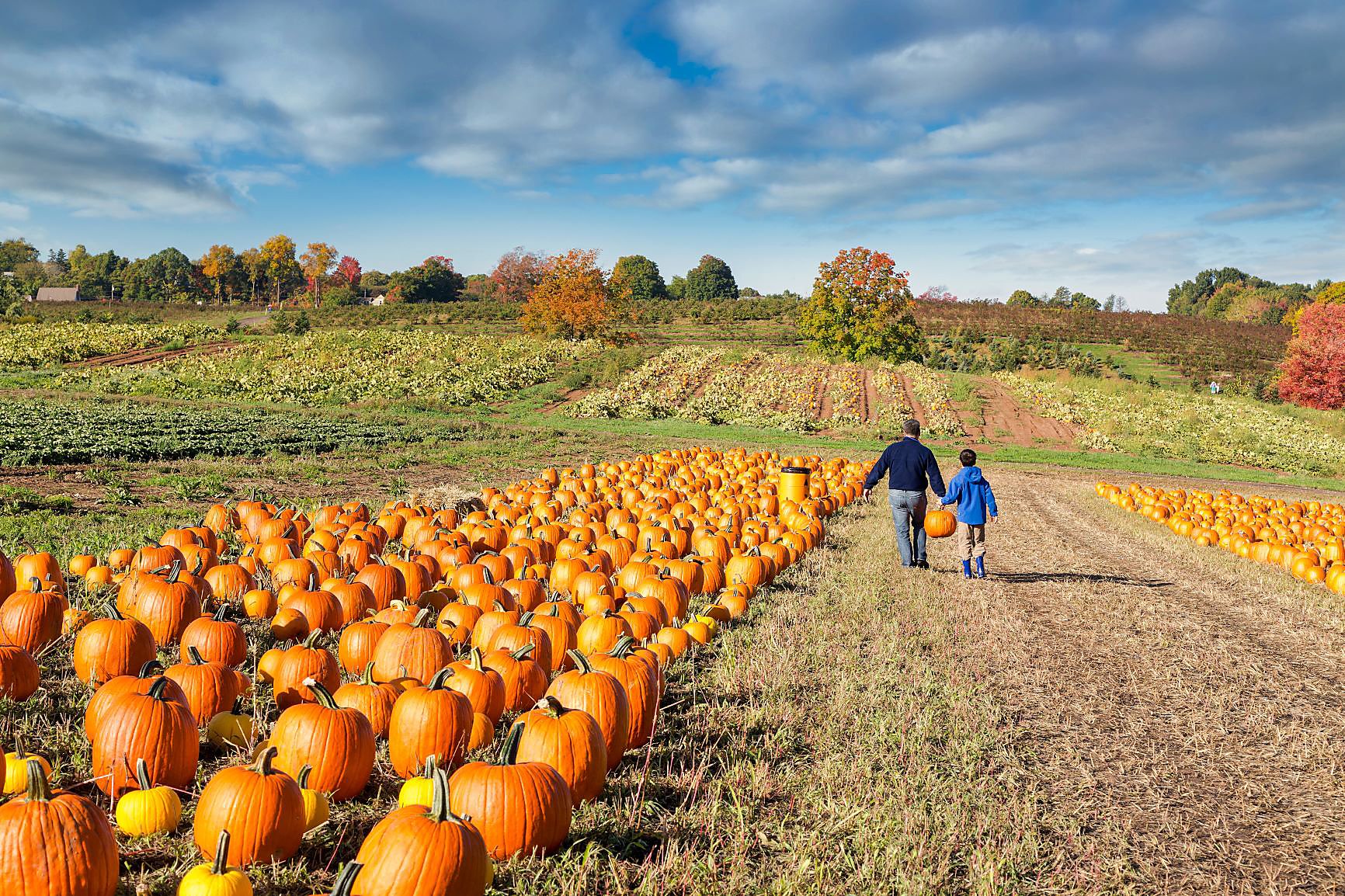Rose’s Berry Farm in Glastonbury closes after owner's retirement