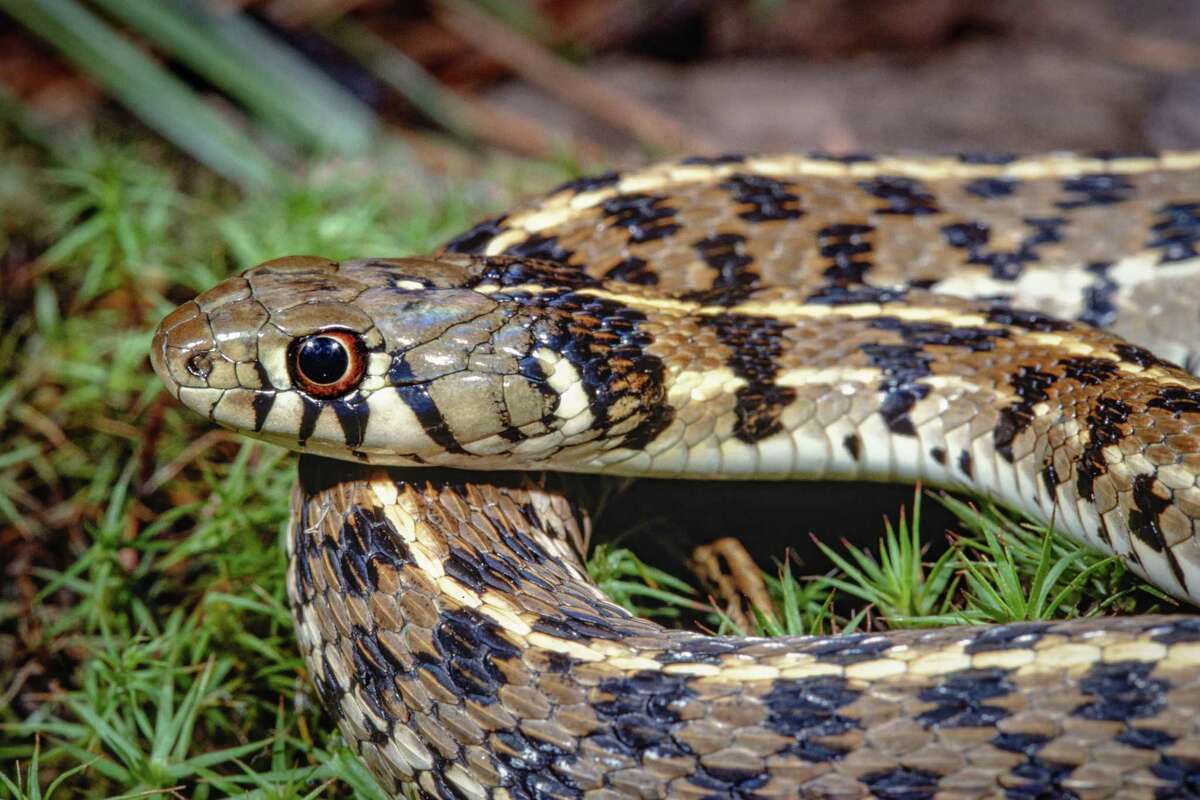 Meningsløs Patriotisk lærken Checkered garter snake a gentle, gorgeous snake that's common in San Antonio