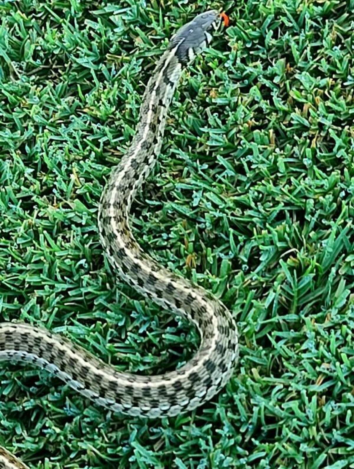 Checkered garter snake a gentle, snake that’s common in San