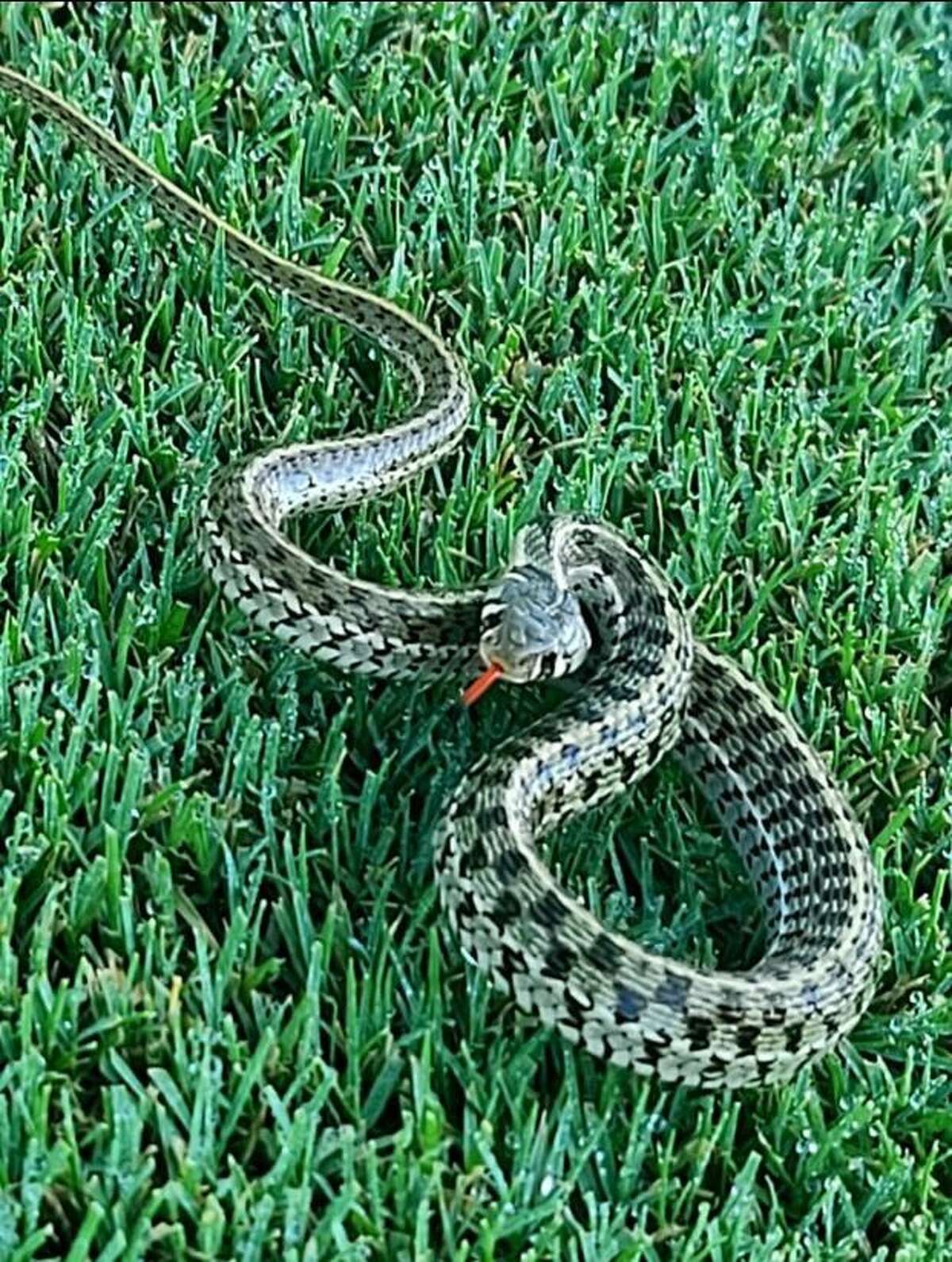 Checkered Garter Snake A Gentle Gorgeous Snake Thats Common In San