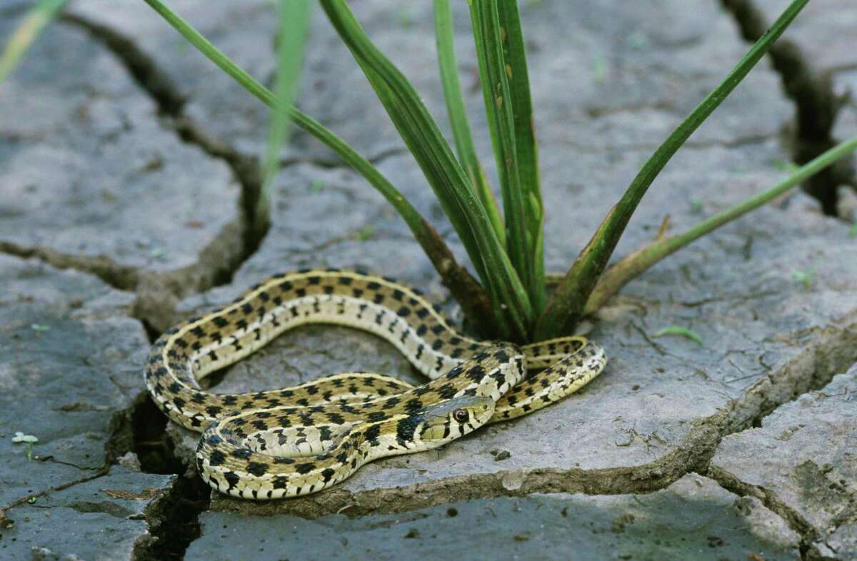 Checkered garter snake a gentle, snake that’s common in San