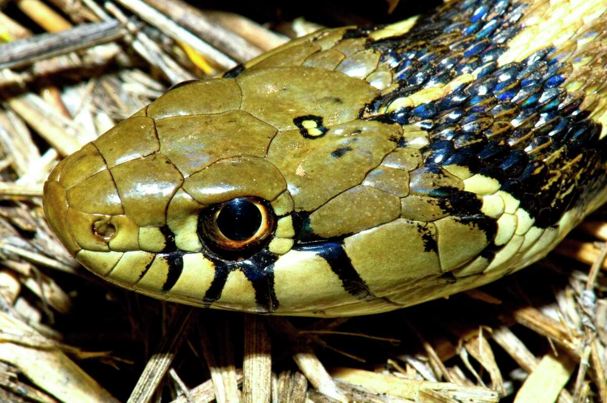 Checkered garter snake a gentle, gorgeous snake that’s common in San ...