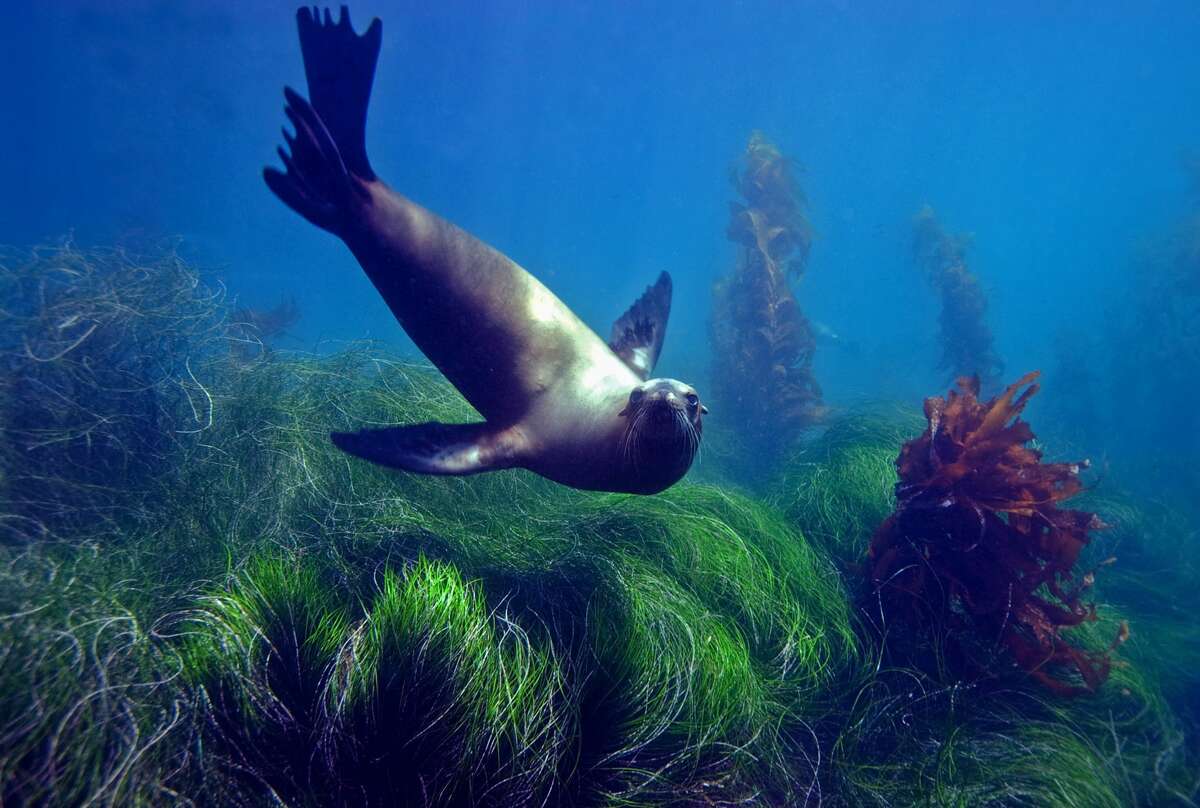 A sea lion in the eelgrass at Anacapa Island in the Channel Islands National Park.