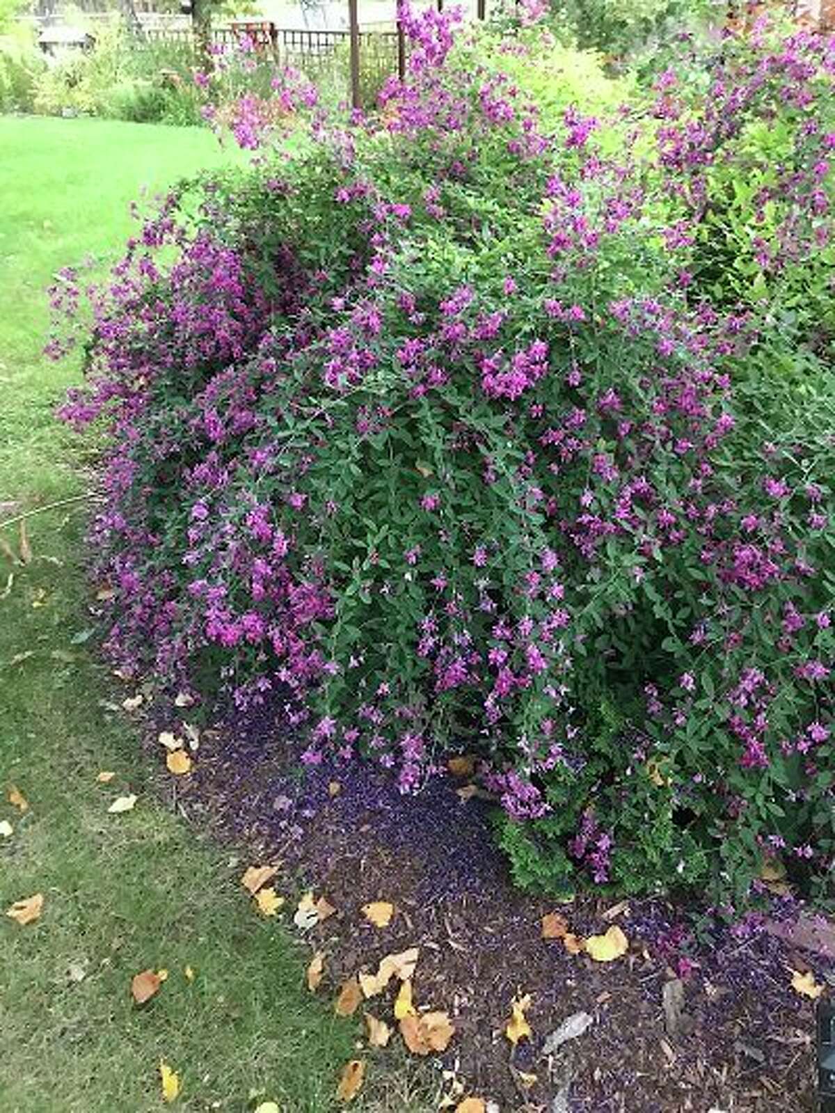 Chuck Martin: Beautiful time of year to appreciate bush clover in bloom