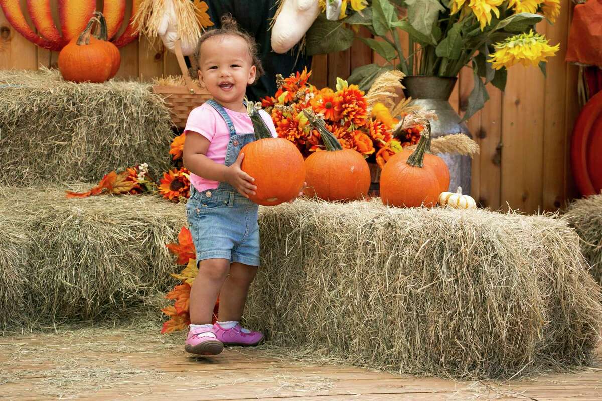 macdonald farm pumpkin patch