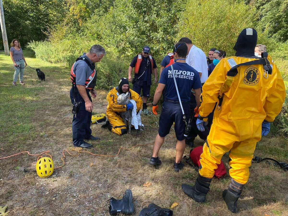 Crews will a dog rescued by firefighters at Eisenhower Park in Milford, Conn., on Wednesday, Sept. 30, 2020, after getting stuck in the mud near the pond.