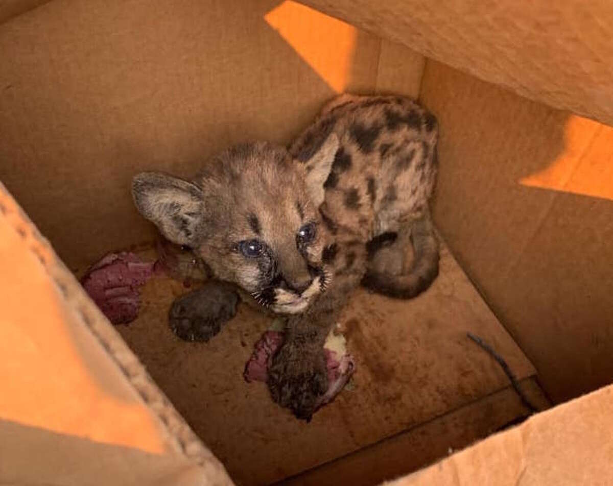 Cal Fire and Shasta County Sheriff's Office personnel found this mountain lion cub wandering alone Wednesday on Zogg Mountain Road in an area burned by the Zogg Fire.
