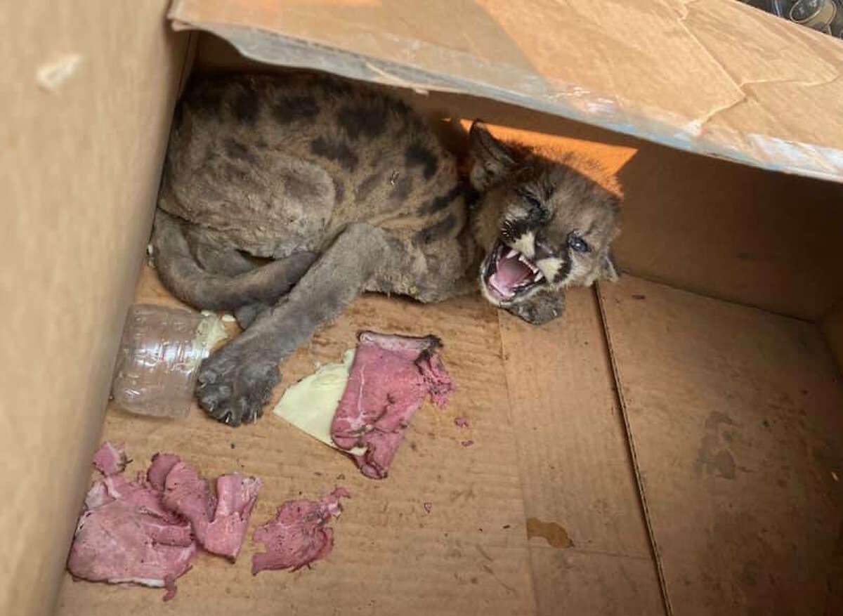 Cal Fire and Shasta County Sheriff's Office personnel found this mountain lion cub wandering alone Wednesday on Zogg Mountain Road in an area burned by the Zogg Fire.