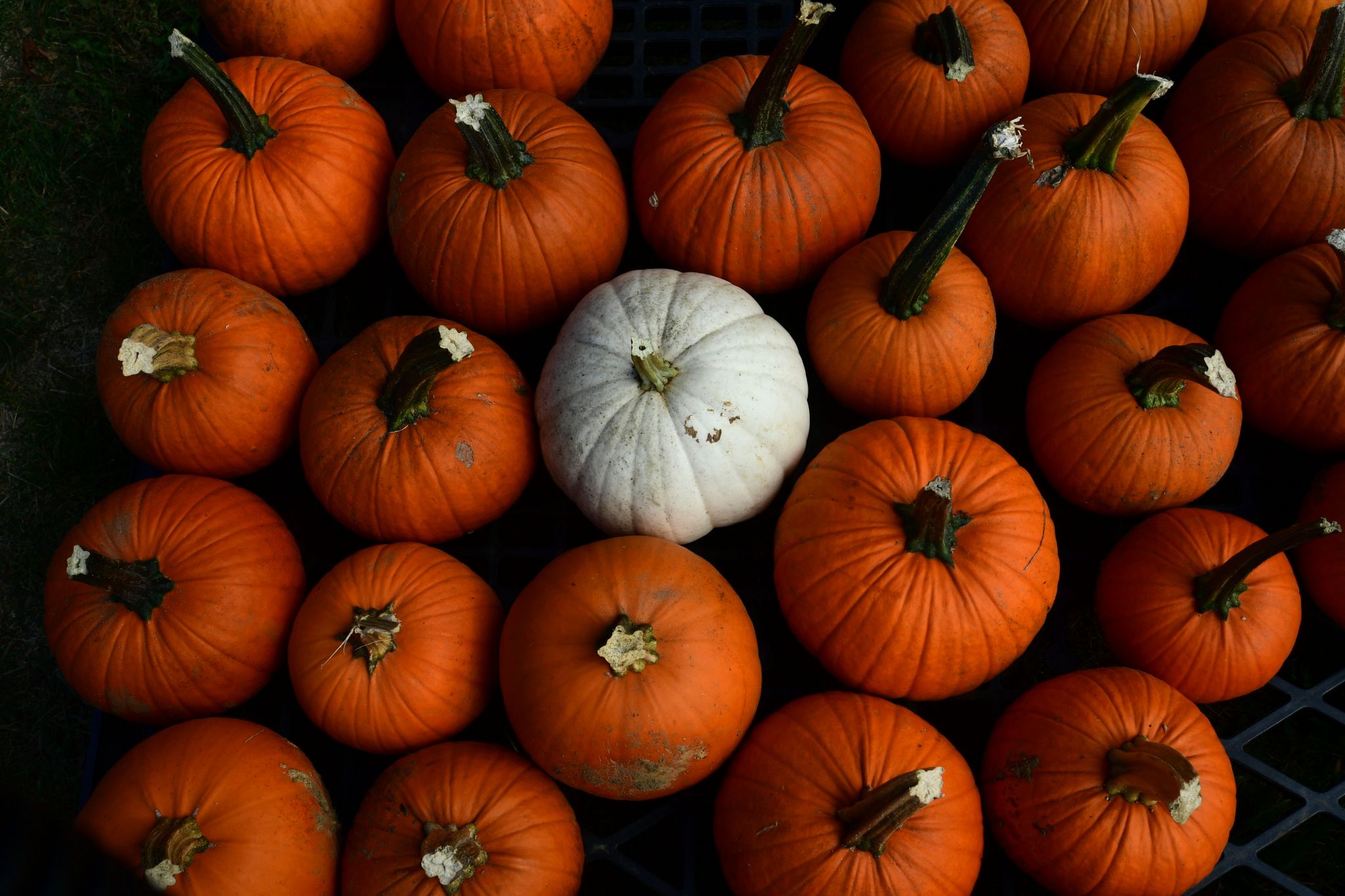 Beaumont Botanical Gardens is getting in the Halloween spirit