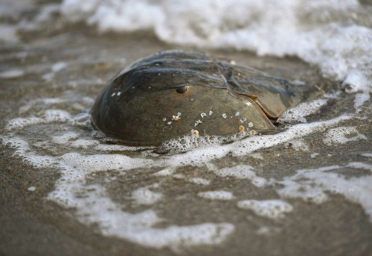 A horseshoe crab is washed by the surf at Jennings Beach in Fairfield, Conn. on Thursday, October 1, 2020. Horseshoe crabsThe blood of horseshoe crabs is a key ingredient in vaccine development (among other medical treatments) used to make sure that there are no bacterial toxins in whatever is being injected. Before the pandemic, there were already 50,000 horseshoe crab deaths a year. Now, in the midst of the pandemic, the crabs may be in trouble.