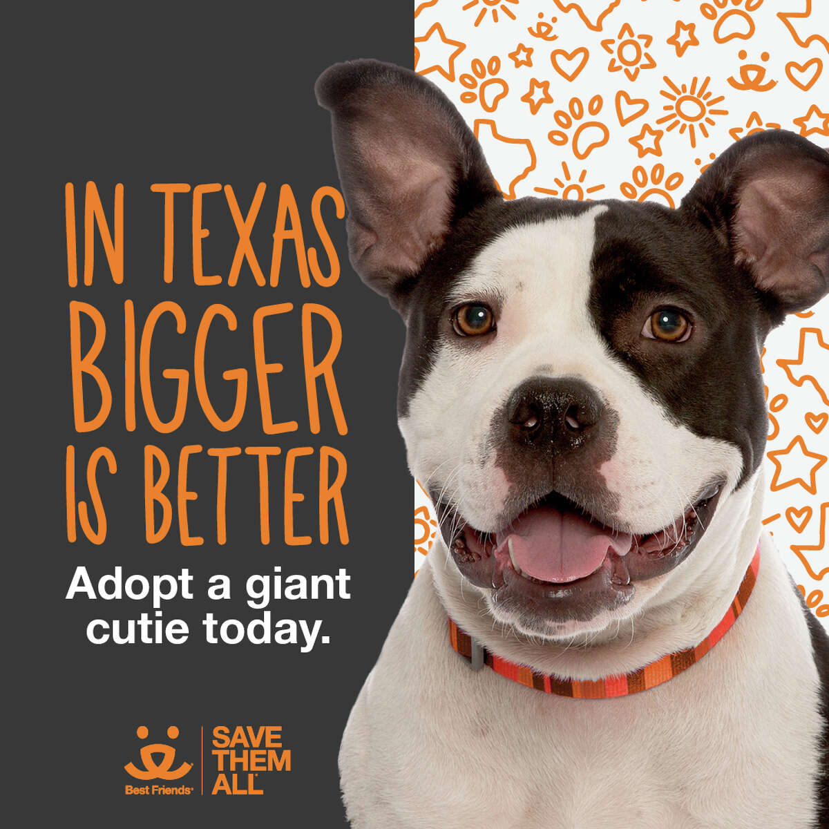 Houston-area pet adoption event aims to save 'big dogs' from animal shelters