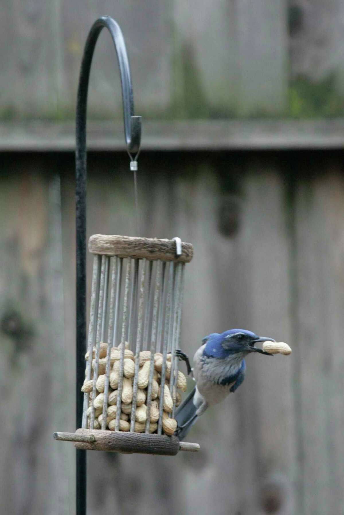A bluejay takes off with a peanut from a backyard feeder.