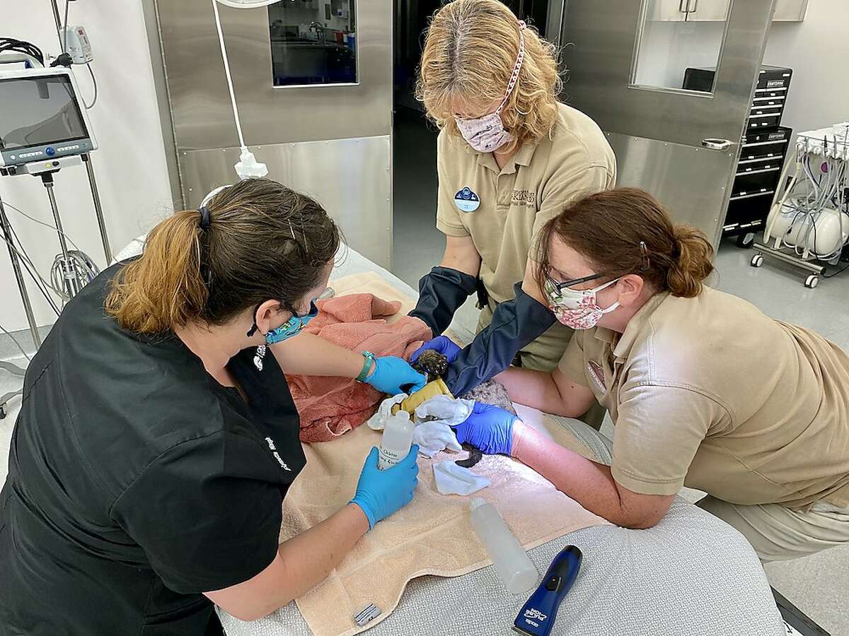 Oakland Zoo's Dr. Lynette Waugh, Oakland Zoo's Vice President of Animal Care, Colleen Kinzley, and Oakland Zoo's Zoological Manager, Ann-Marie Bisagno treat the mountain lion cub's paws for burns.
