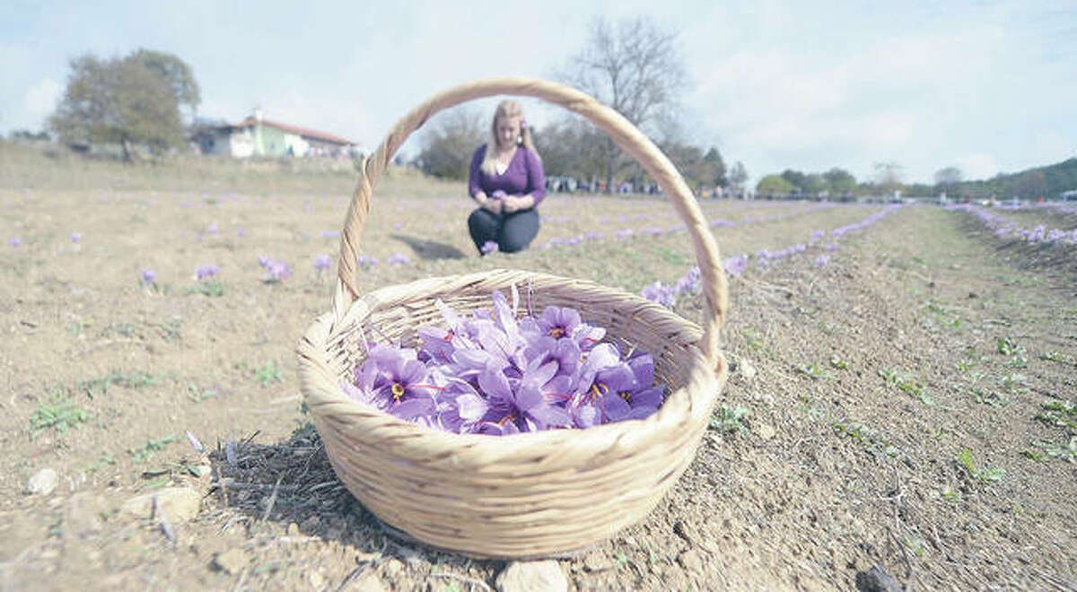 A woman harvests saffron flowers, also known as Crocus sativus, used in painting, cosmetics, medicine and food fields.