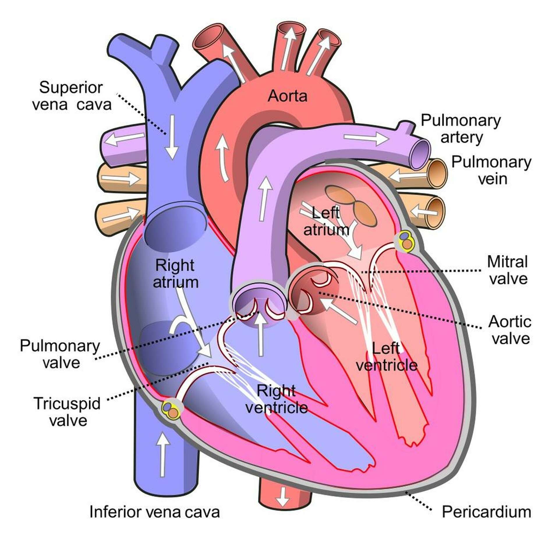 Yale docs 'doing it for the heart': Technology brings more